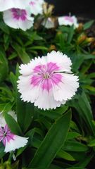 Dianthus chinensis