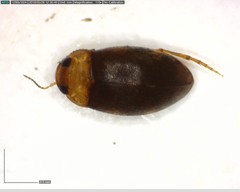 Bidessonotus