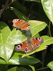 Aglais io