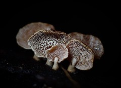 Panellus luxfilamentus