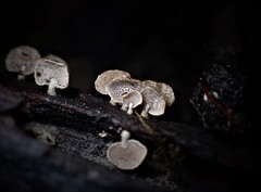 Panellus luxfilamentus