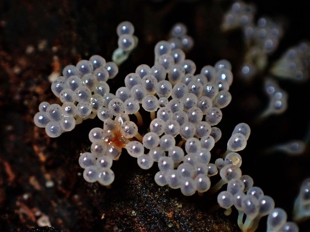 Alwisia repens