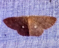 Anisodes binocellaria