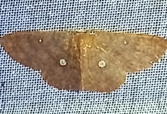 Anisodes binocellaria