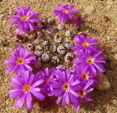 Conophytum minusculum