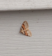 Xanthorhoe labradorensis