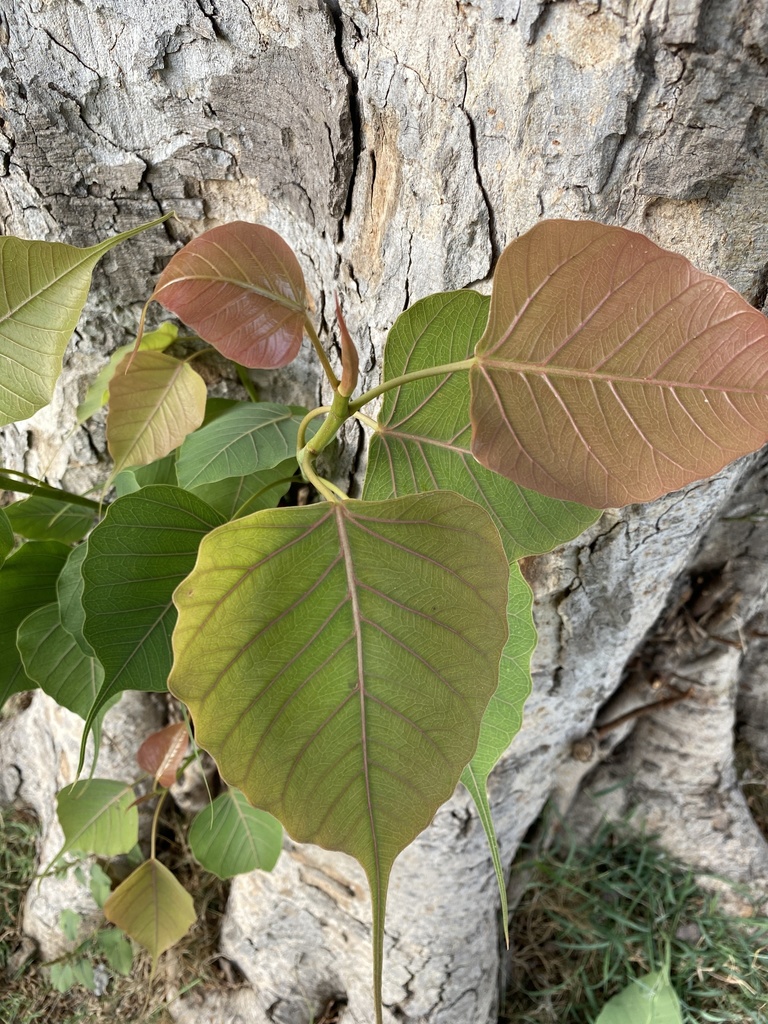 Ficus religiosa foliage with long drip tips