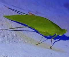 Petaloptera