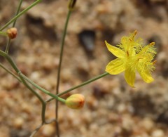 Bulbine flexuosa