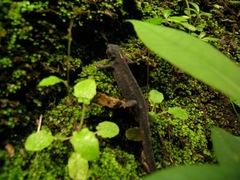 Cynops ensicauda popei