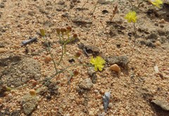Bulbine flexuosa