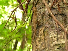 Diploderma polygonatum polygonatum