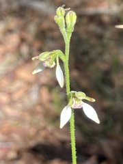 Eriochilus dilatatus