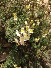 Antirrhinum siculum