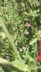 Scutellaria racemosa