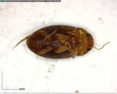 Bidessonotus
