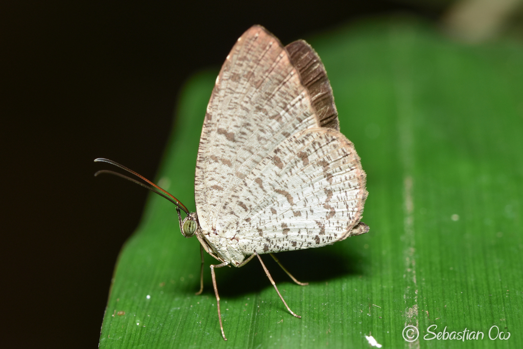 Allotinus taras