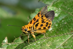 Odina decorata