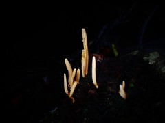 Clavulinopsis sulcata