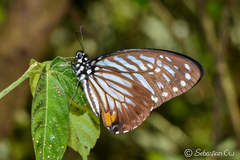 Graphium xenocles