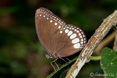 Ethope diademoides