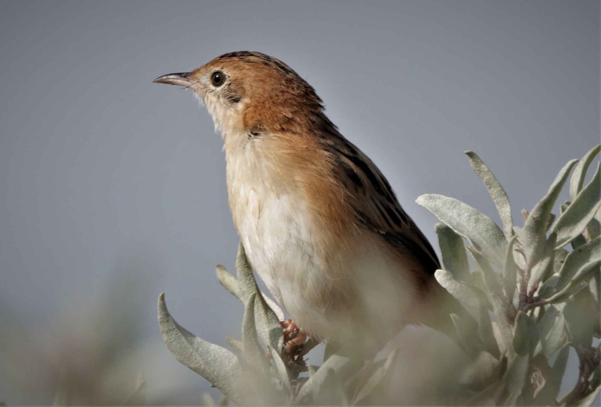 Golden-headed Cisticola