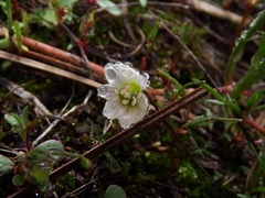 Lewisia pygmaea