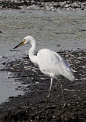 Egretta garzetta nigripes