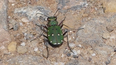 Cicindela campestris