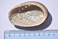 Haliotis diversicolor