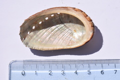 Haliotis diversicolor