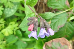 Pulmonaria affinis