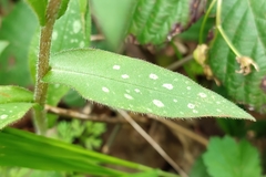 Pulmonaria affinis
