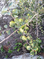 Xylosma tweediana