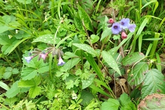 Pulmonaria affinis