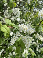 Prunus padus