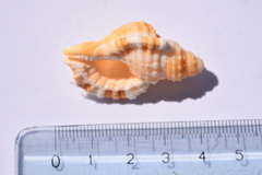 Monoplex aquatilis
