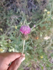 Carduus argentatus