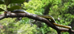 Chironius carinatus
