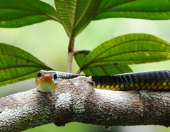 Chironius carinatus