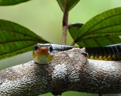 Chironius carinatus