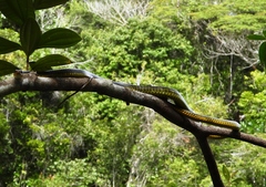 Chironius carinatus