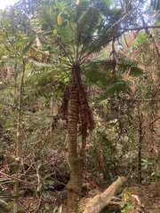 Cycas micronesica
