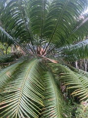 Cycas micronesica