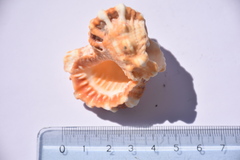 Tutufa rubeta