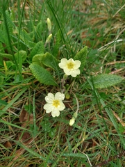 Primula × polyantha
