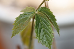 Cyphostemma simulans