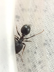 Pheidole latinoda