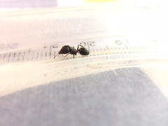 Pheidole latinoda