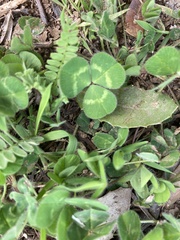 Trifolium subterraneum